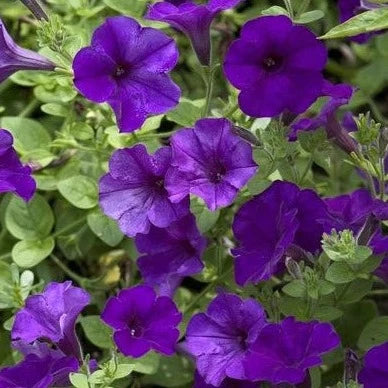 Petunia Bedding Plant