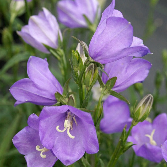 Campanula (Bell Flower)