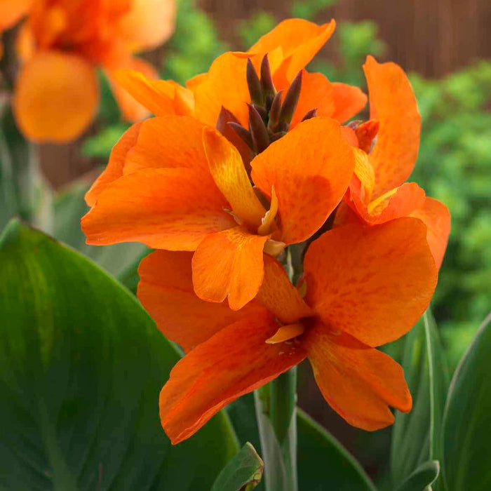 Canna Cannova Lily