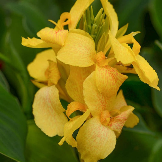 Canna Cannova Lily