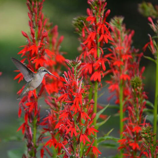 Lobelia (Cardinal Flower)