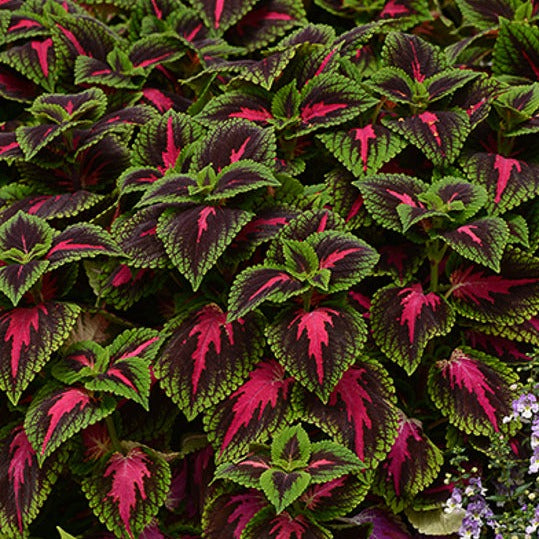 Sun Coleus