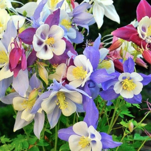 Aquilegia (Columbine)