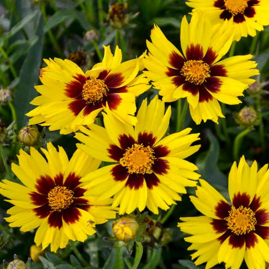 Coreopsis (Tick Seed)