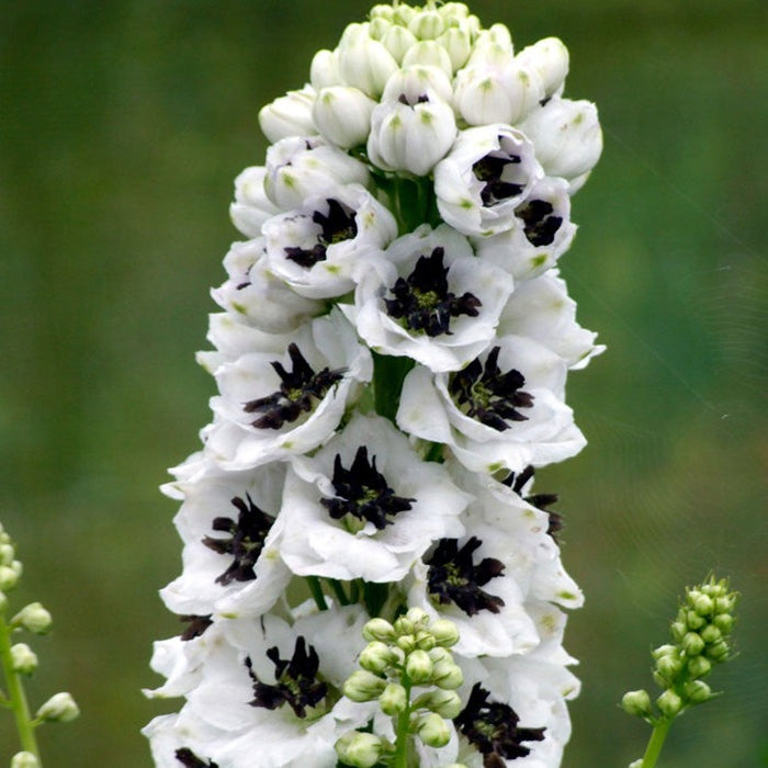 Delphinium (Larkspur)