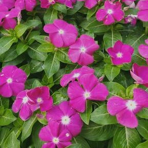 Vinca Bedding Plant