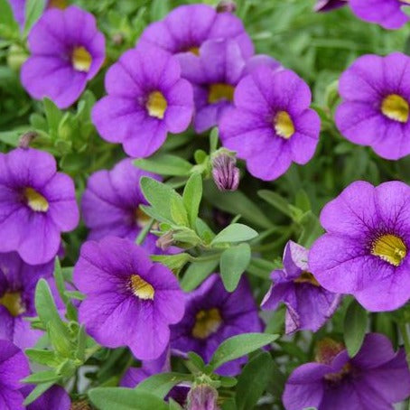 Calibrachoa (Million Bells) 10"