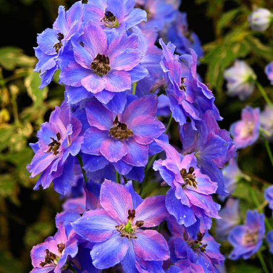 Delphinium (Larkspur)