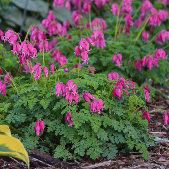 Dicentra (Bleeding Heart)