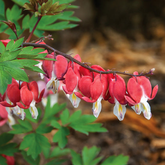 Dicentra (Bleeding Heart)