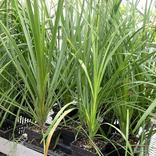 spike dracaena perennial Dracena (Spikes) — Seaway Farms Niagara