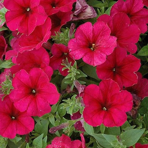 Wave Petunias