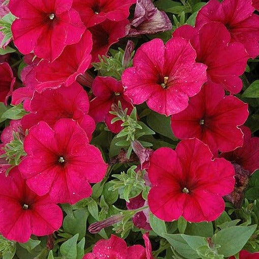 Wave Petunia Hanging Basket 10"
