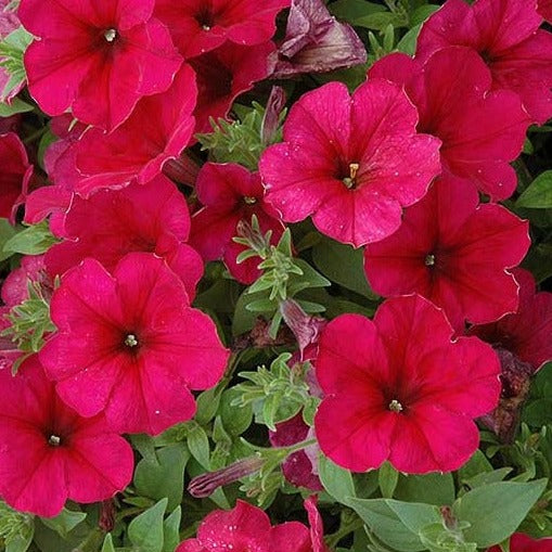 Wave Petunia 10" Hanging Basket