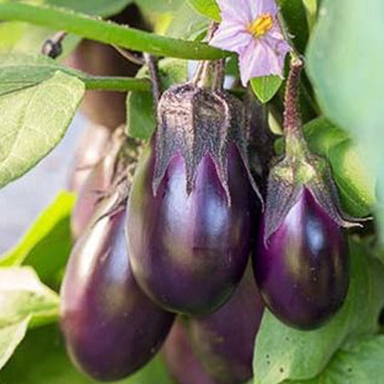 Eggplant 1 Gal