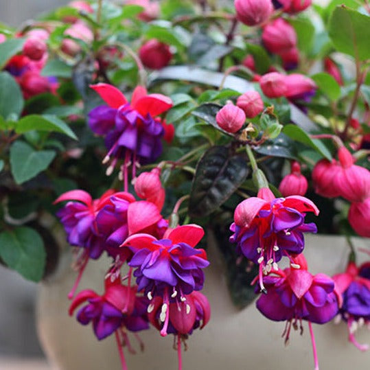 fuchsia plant hanging Fuchsia 10" Hanging Basket — Seaway Farms Niagara