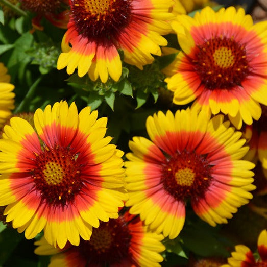 Gaillardia (Blanket Flower)