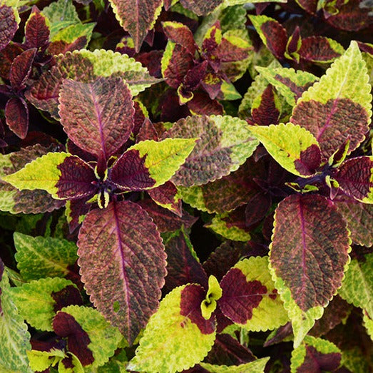 Sun Coleus