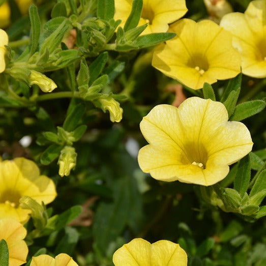 Calibrachoa (Million Bells) 10"