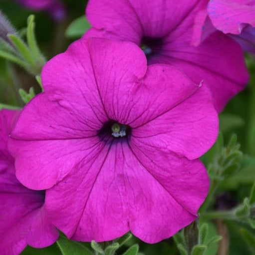 Wave Petunia Hanging Basket 10"