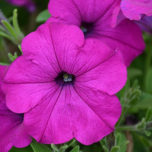 Wave Petunias