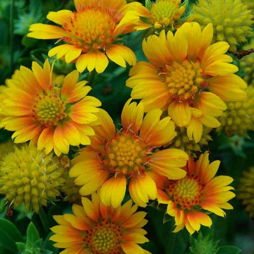 Gaillardia (Blanket Flower)