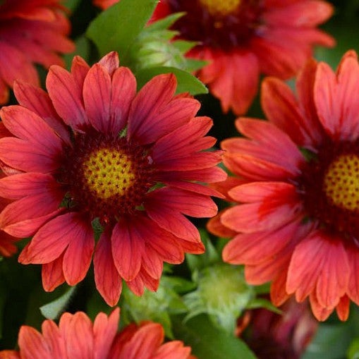 Gaillardia (Blanket Flower)