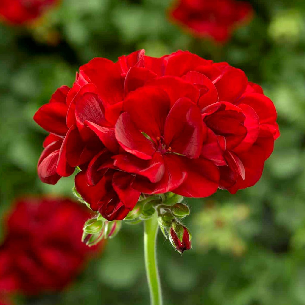 Hanging Baskets — Seaway Farms Niagara