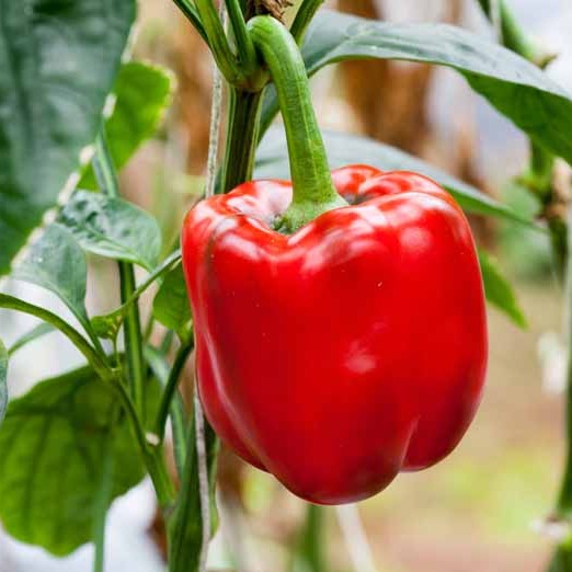 Red Bell Pepper Plant