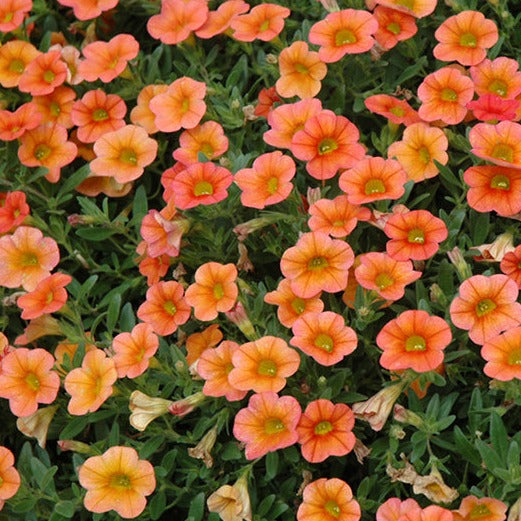 Calibrachoa (Million Bells) 10"