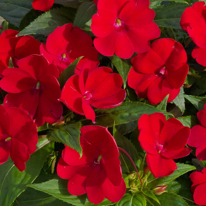 Impatiens