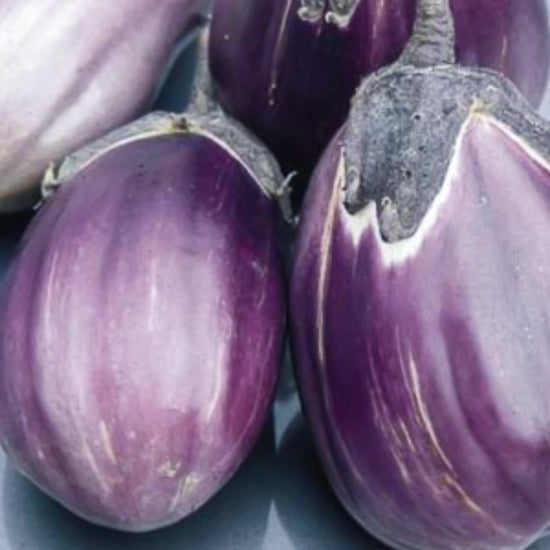 Italian Pink Bi-Colour Eggplant