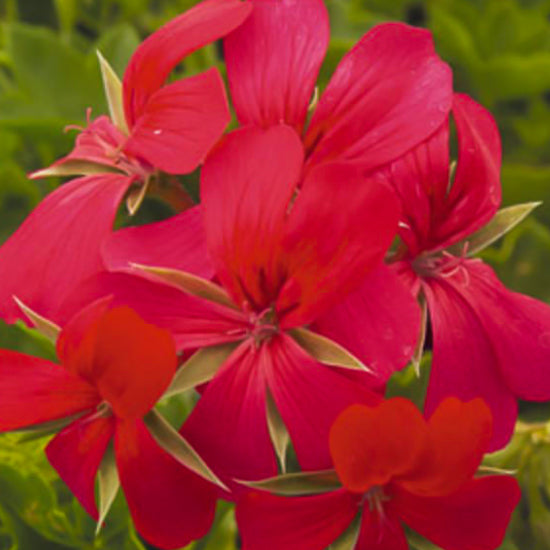 Ivy Geranium 4"