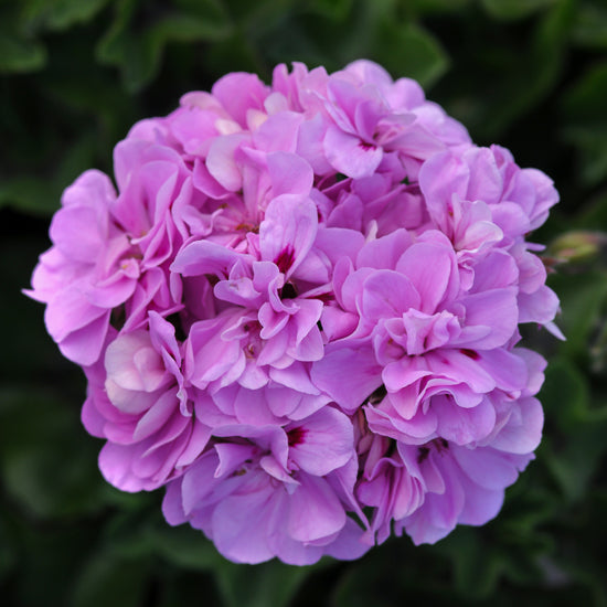 Ivy Geranium 4"