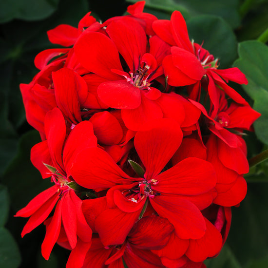 Ivy Geranium 4"