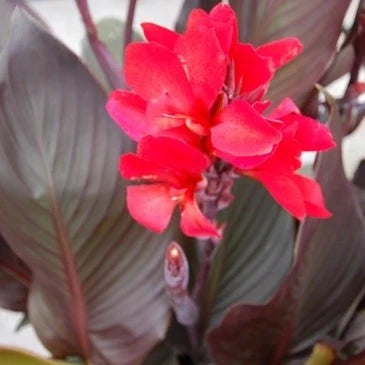 Canna Cannova Lily