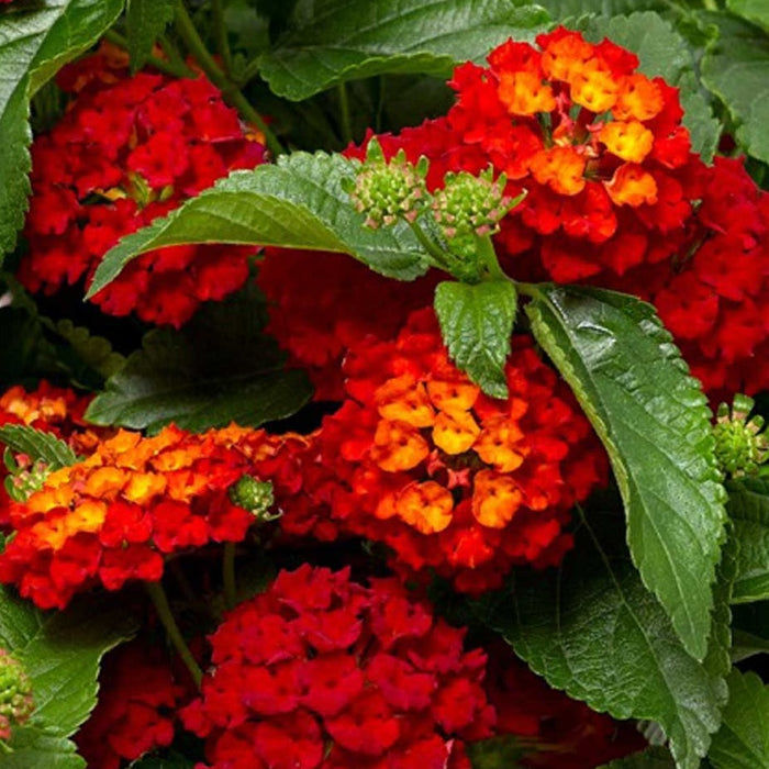 Lantana 10" Hanging Basket