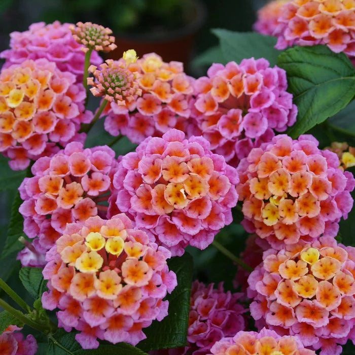 lantana hanging plant Lantana 10" Hanging Basket — Seaway Farms Niagara