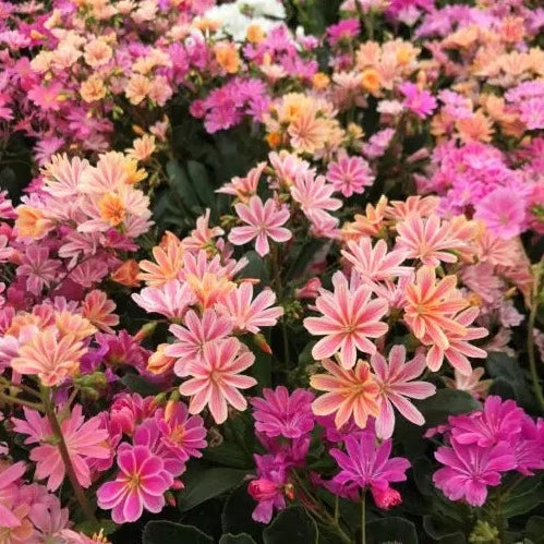 Lewisia