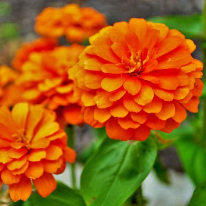 Zinnia Bedding Plant