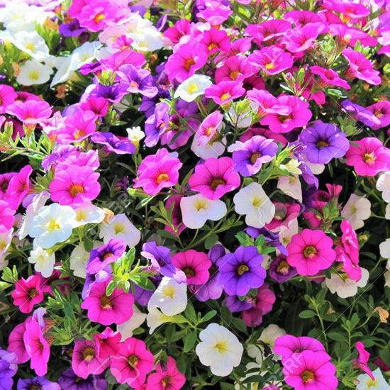 Calibrachoa (Million Bells) 10"