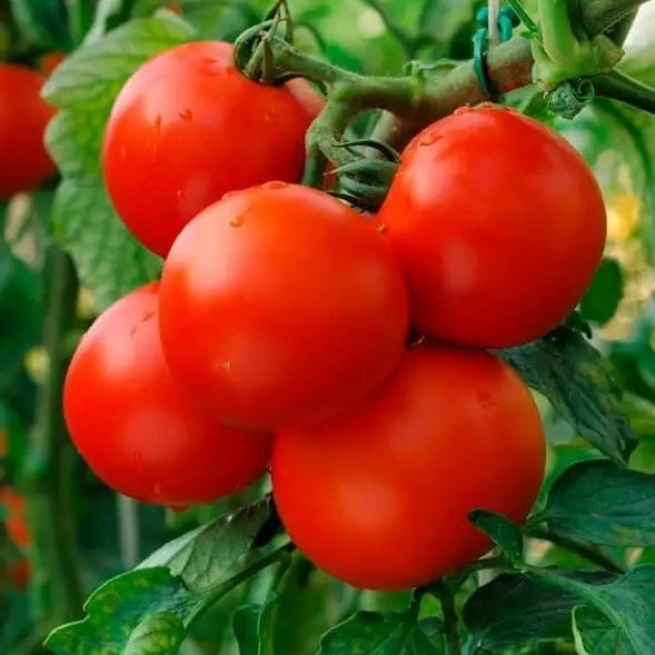 Patio Tomato 1 Gal