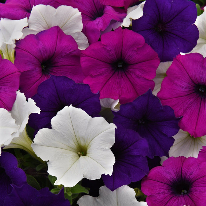 Wave Petunias