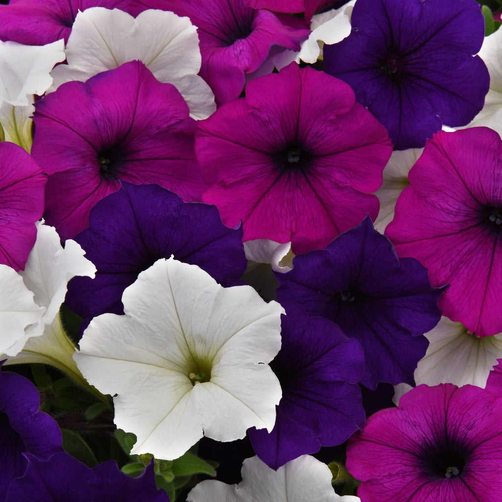 Hanging Baskets — Seaway Farms Niagara