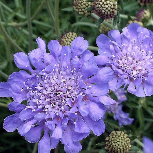 Scabiosa (Pincushion Flower)