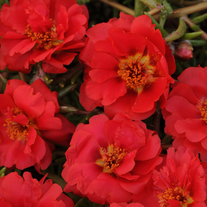 Portulaca 4"