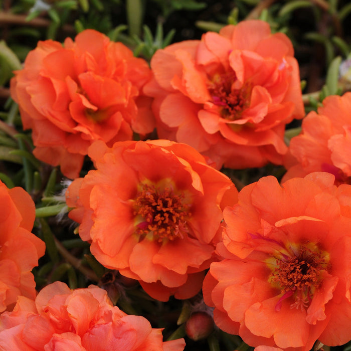 Portulaca 4"