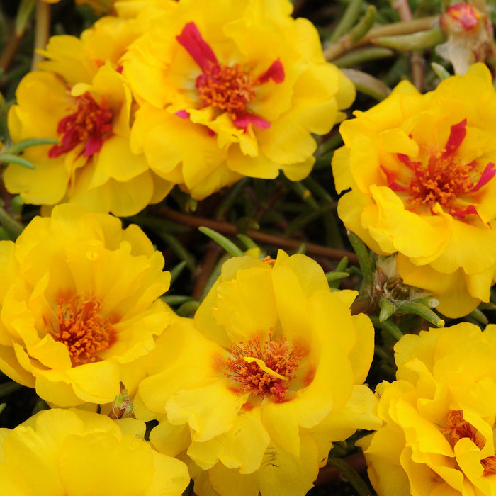 Portulaca Bedding Plant