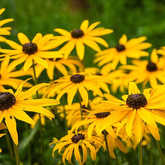 Rudbeckia (Black-Eyed Susan)