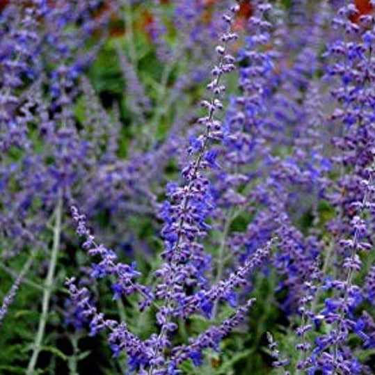 Perovskia (Russian Sage)